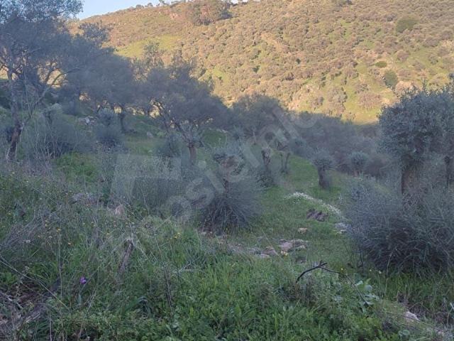 MUĞLA İLİ,MİLAS İLÇESİ,GÜRCEĞİZ MAH.KÖY İÇİ,8.780 M2 ZEYTİNLİK SATILIK