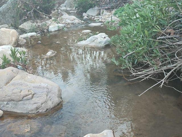 MUĞLA İLİ,MİLAS İLÇESİ,GÜRCEĞİZ MAH.KÖY İÇİNDE, 8.780 M2 ZEYTİNLİK SATILIK