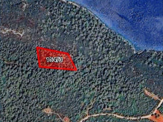 MUĞLA MARMARİS'iN GÖZDESİ SEDİR ADASINA ÇOK YAKIN ZEYTİNLİK