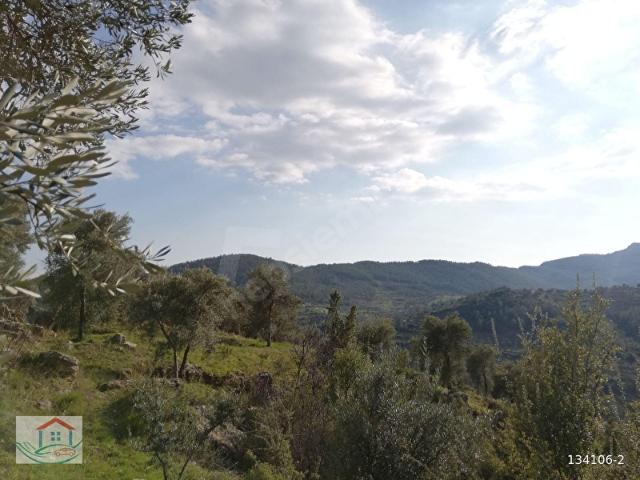MUĞLA MENTEŞE AKBÜK ZEYTİNKÖYDE SATILIK TARLA