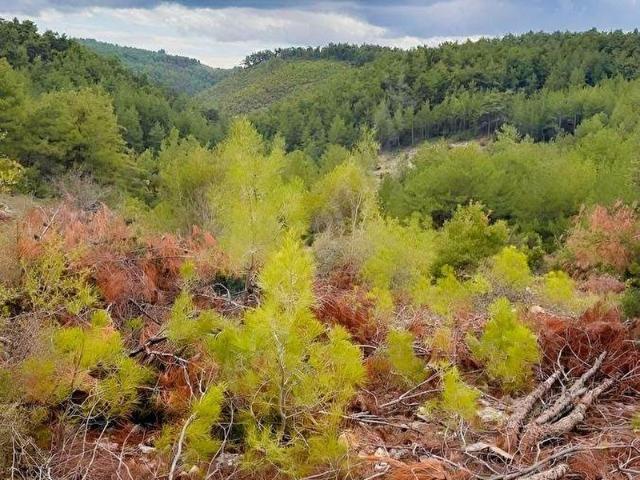 Muğla Menteşe çiflik mahallesi 2300 ve 7300m2 satılık tarla