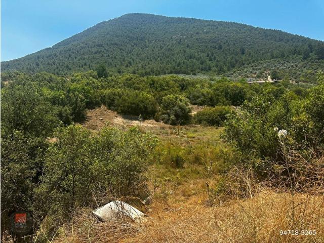Muğla Menteşe Kafacada Yatırımlık Ve Çiftçiliğe Uygun Satılık Tarla!