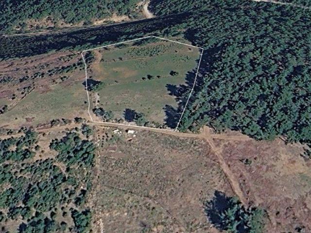 Muğla Menteşe Kozağaç Mahallesi'nde Çam Ağaçları İçerisinde 10.236 m Yatırımlık Satılık Tarla