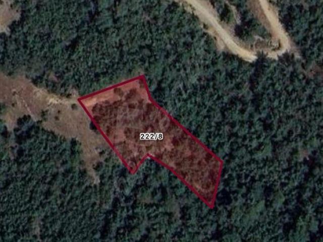Muğla Menteşe Sarnıçta 2.800 M Tarla Ormana Komşu Çam Ağaçları İçinde