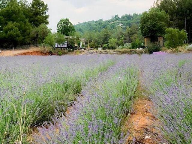 MUĞLA MENTEŞE YERKESİK MAH. SATILIK 8.606 M BAKIMLI TARLA