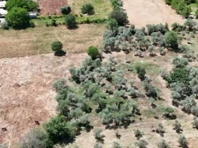 MUĞLA MENTEŞE YERKESİKTE SATILIK 1.760 M2 YATIRIMLIK TARLA