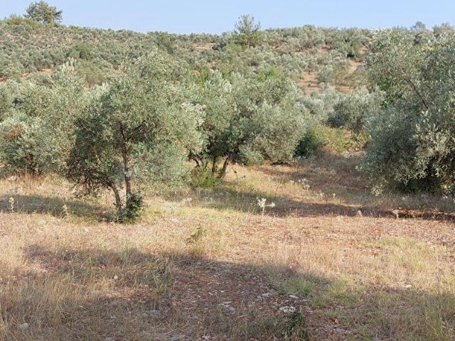muğla merkez kafaca da 3400.m2 yolu olan zeytinli tarla