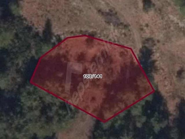MUĞLA MİLAS BAŞKAKÖY PROJESİ İÇİNDE 1670 M2 YATIRIMLIK ZEYTİNLİK!
