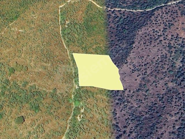 MUĞLA, MİLAS, BAFA, AĞADERESİ MEVKİİ, 3.918 m TEK TAPU, MÜSTAKİL PARSEL ZEYTİNLİK