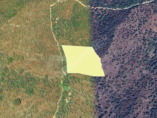 MUĞLA, MİLAS, BAFA, AĞADERESİ MEVKİİ, 3.918 m TEK TAPU, MÜSTAKİL PARSEL ZEYTİNLİK