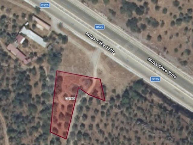 MUĞLA MİLAS BAFADA ANA YOLA CEPHELİ SATILIK ZEYTİNLİK