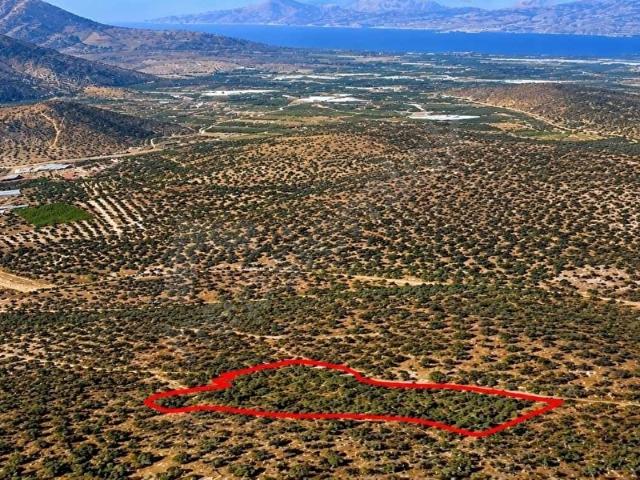 MUĞLA MİLAS BAFADA SATILIK ZEYTİNLİK YATIRIM FIRSATI