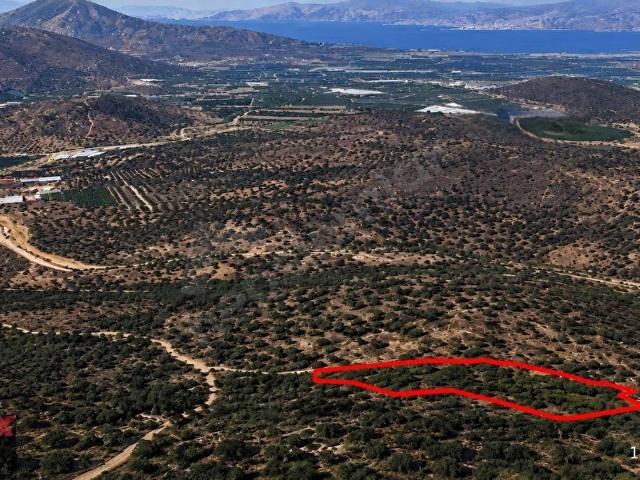 MUĞLA MİLAS BAFADA SATILIK ZEYTİNLİK YATIRIM FIRSATI