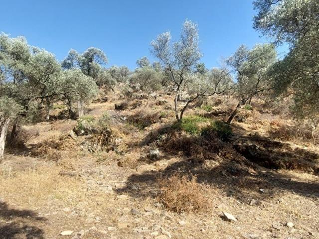 MUĞLA MİLAS BAHÇEBURUN'DA YOLA SIFIR ZEYTİNLİK