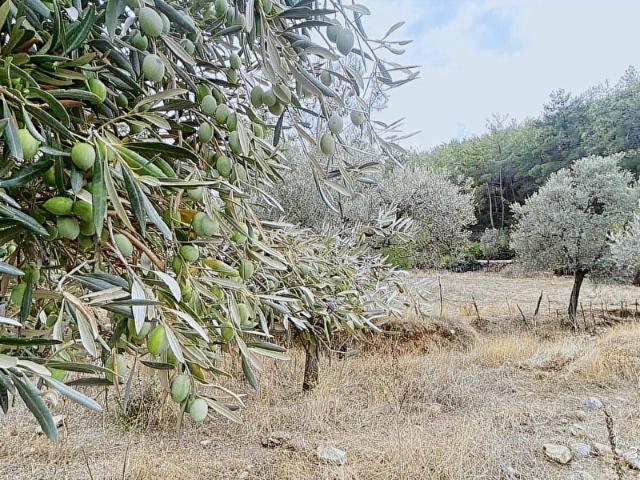 MUĞLA MİLAS GÜRÇAMLAR SATILIK ZEYTINLIK