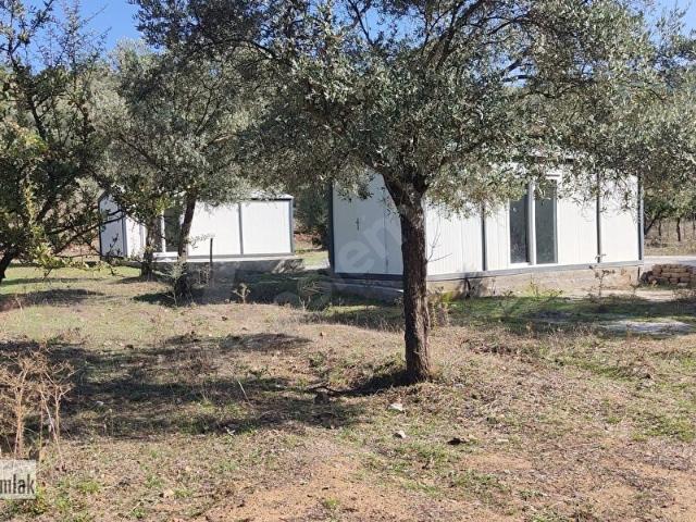 MUĞLA MİLAS GÜRÇAMLARDA SATILIK 830m2 ZEYTİNLİ TARLA