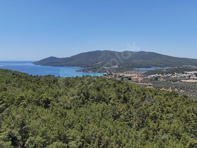 MUĞLA MİLAS DA DENİZE YAKIN UYGUN FİYAT ZEYTİNLİK. 4,5 DÖNÜM