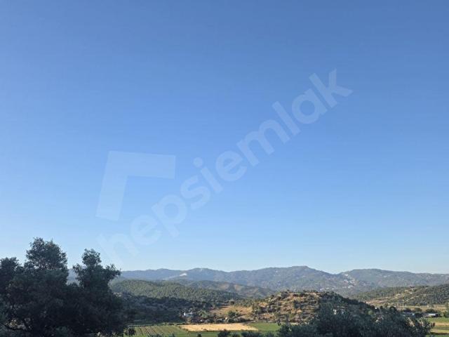 MUĞLA MİLAS DİBEKDERE MAHALLESİNDE SATILIK ZEYTİNLİK