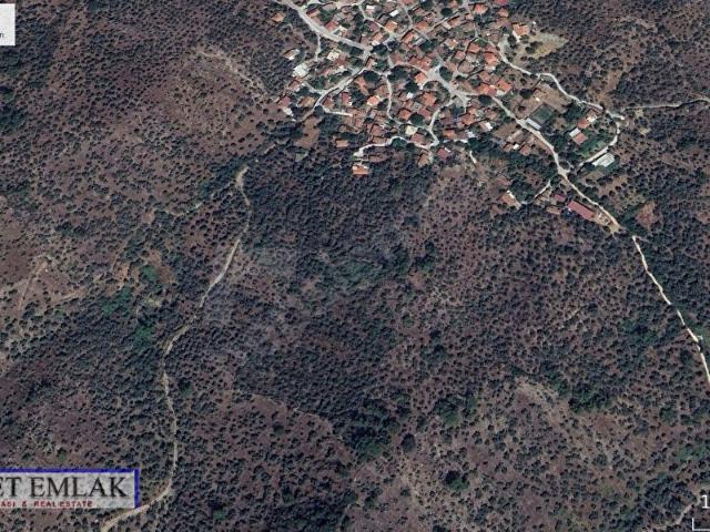 MUĞLA MİLAS EĞRİDERE MEVKİİNDE HİKMET'TEN ZEYTİNLİK