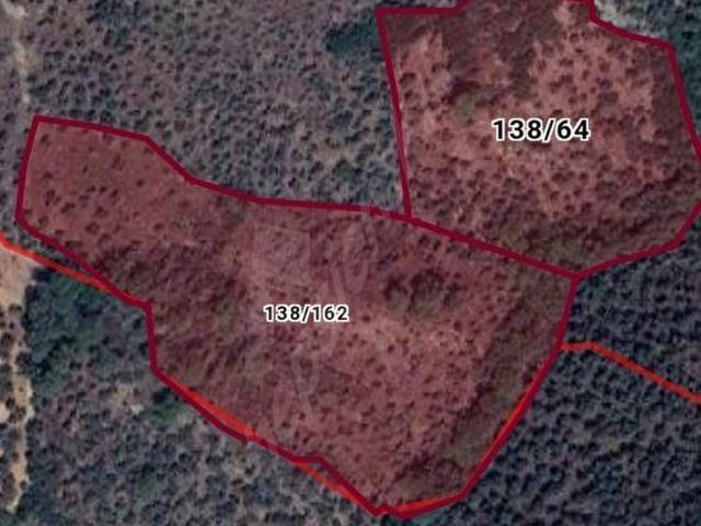 MUĞLA MİLAS ŞENKÖY SATILIK ZEYTİNLİK