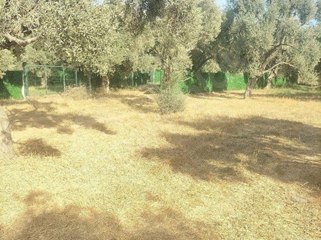 MUĞLA MİLAS ÇEVRE YOLUNA YAKIN KONUMDA SATILIK KOOPARATİF HİSSELİ ZEYTİNLİK
