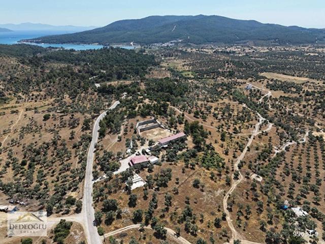 MUĞLA MİLAS KAZIKLI KOYUNDA 2600 M2 ZEYTİNLİ TARLA