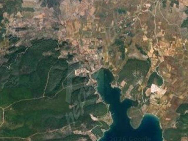 MUĞLA MİLAS KAZIKLI'DA SATILIK 17000M ZEYTİNLİK