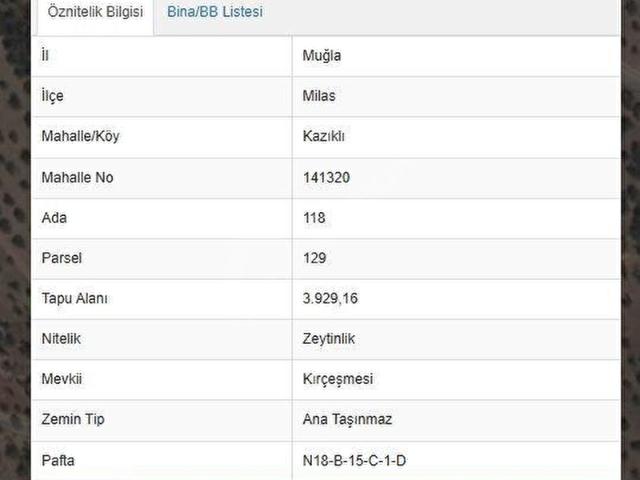 MUĞLA MİLAS KAZIKLI'DA SATILIK ZEYTİNLİK