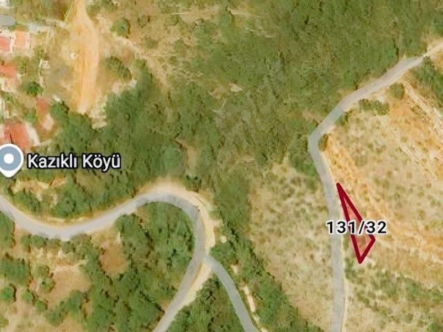 MUĞLA MİLAS KAZIKLI'DA ZEYTİNLİK