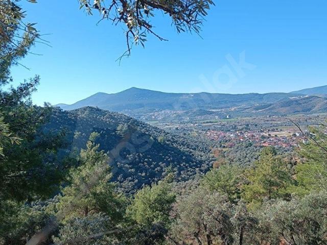 MUĞLA MİLAS KAFACA KÖYÜ ÇAKMAK DERESİ MEVKİİ 3 BİTİŞİK PARSELDEN OLUŞAN FIRSAT SATILIK ZEYTİNLİK