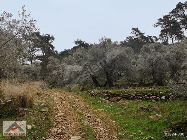 MUĞLA MİLAS KANDAK GÖLDERE 3550 m ZEYTİNLİK
