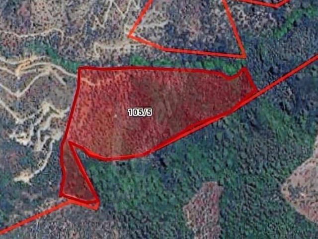 MUĞLA MİLAS HACIAHMETLERDE 70 DÖNÜM SATILIK ZEYTİNLİK