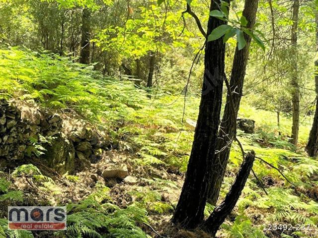MUĞLA MİLAS İKİZTAŞ 858 M2 KESTANE VE CEVİZ BAHÇESİ YAYLADA