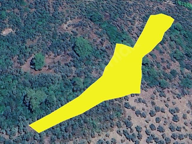 MUĞLA, MİLAS, ÇOMAKDAĞ KIZILAĞAÇ, KÖSTÜME MEVKİİ, 6.113 m TEK TAPU, MÜSTAKİL PARSEL ZEYTİNLİK