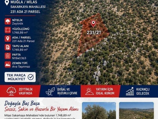 MUĞLA MİLAS SAKARKAYA MAHALLESİNDE SATILIK ZEYTİNLİK