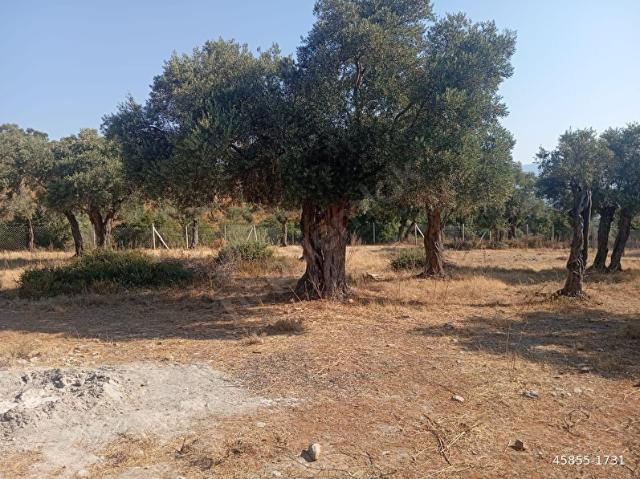 MUĞLA MİLAS PINARCIK MAHALLESİ ZEYTİNLİK TEL ÇİTLİ BAKIMLI TEMİZLENMİŞ BUDANMIŞ DÜMDÜZ