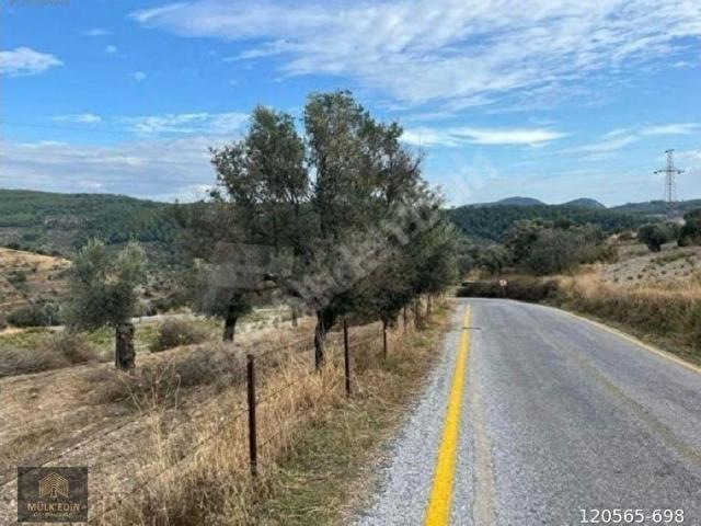 Muğla milas Çakıralanda Ören sahile 10km mesafede Satılık 5000m2 tarla