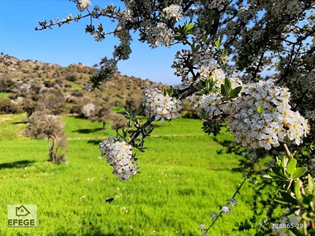 Muğla Milas Beyciler'de Satılık Köyiçi İmarlı Araziler.