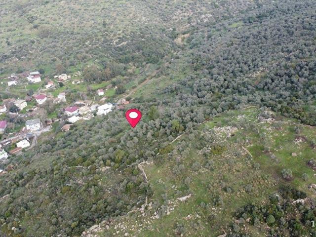 Muğla Milas Dörttepe Merkezde 13 Dönüm Satılık Zeytinlik.