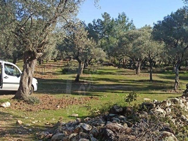 Muğla Milas Kılavuz Köyde Satılık 2.387m Zeytinlik