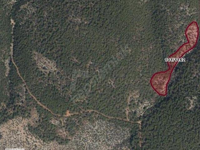 Muğla Milas Kalınağıl'da Satılık 23 Dönüm Zeytinlik