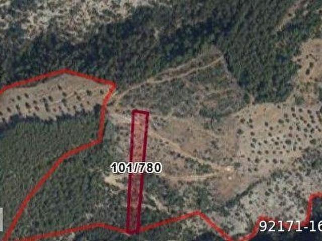 Muğla Milas Kalınağıl'da Satılık 5.388 m2 Zeytinlik