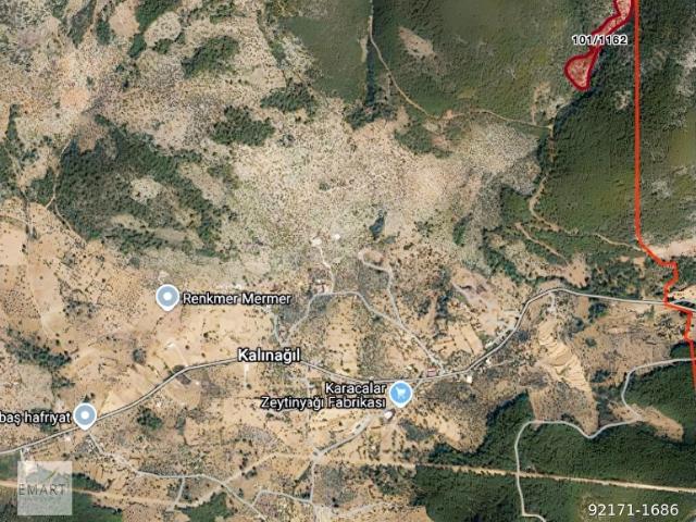Muğla Milas Kalınağıl'da 23 Dönüm Tek Tapu Satılık Zeytinlik