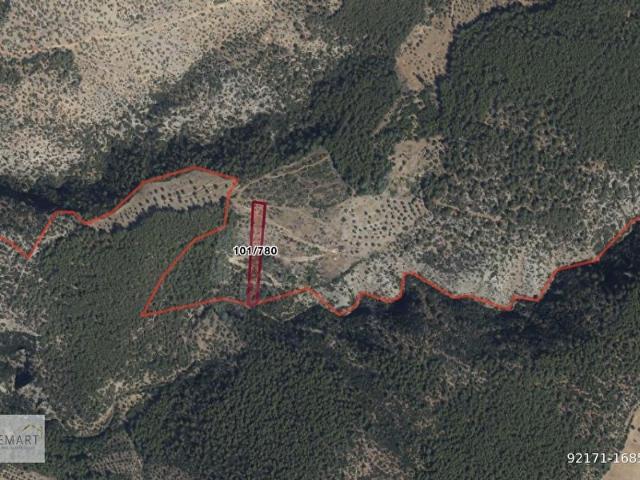 Muğla Milas Kalınağıl'da 5.388 m2 Satılık Zeytinlik