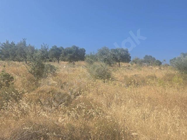muğla milas kayabaşı mahallesinde satılık zeytinlik