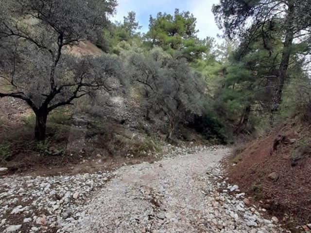 Muğla Milas Kurudere'de Kadastral Yola Sıfır Satılık Zeytinlik