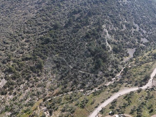 Muğla Milas Pınarcık mahallesinde fırsat zeytinlik