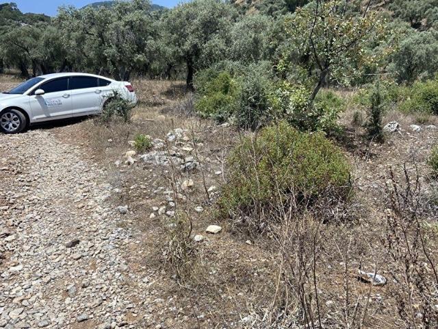 Muğla Milas Pınarcıkta, Satılık 400 m İçinde 15 Zeytin Ağacı Bulunan, Ulaşımı Kolay Arazi