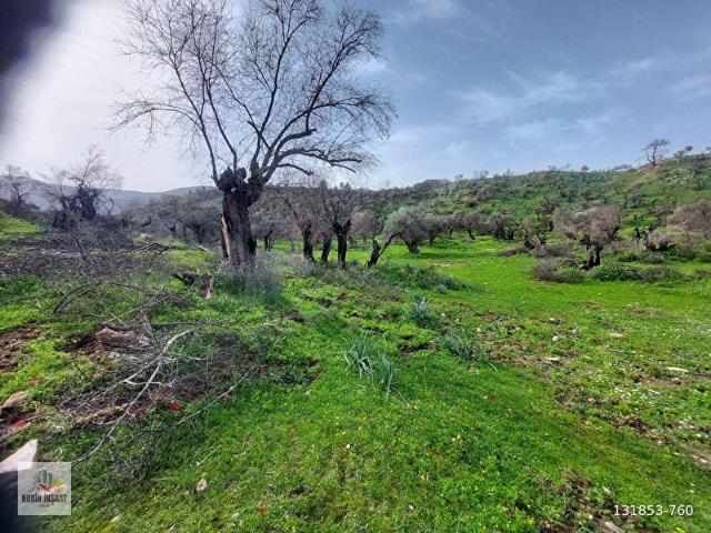 Muğla milasta kadastro yola sıfır satılık zeytinlik
