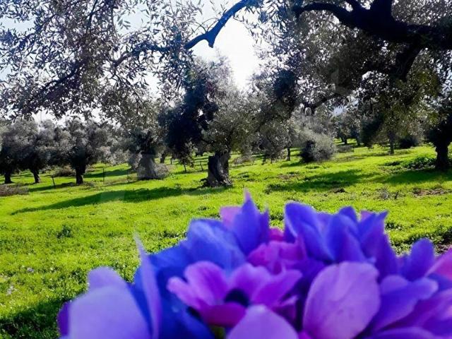Muğla Milas'ta 4,5 dönüm Zeytinlik!